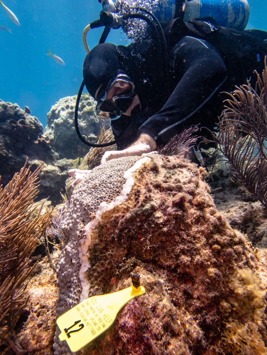  A diver treats boulder coral infected with stony coral disease on Molasses Reef with antibiotics.